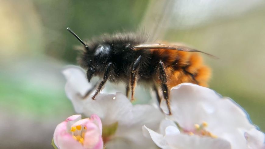 Près d’une espèce d’abeilles sauvages sur 10 est menacée d’extinction en Europe selon l’UICN