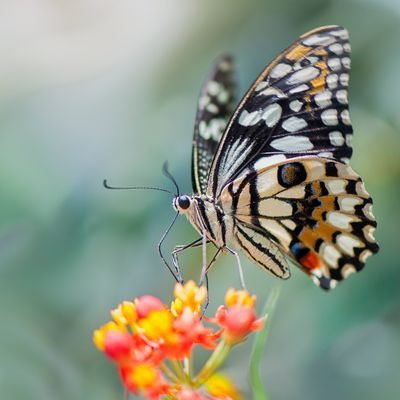 Papillon machaon sur une fleur