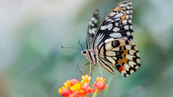 Papillon machaon sur une fleur ©Getty - Jacky Parker