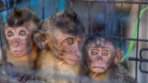 Trois singes effrayés piégés dans une cage. ©Getty - © Santiago Urquijo