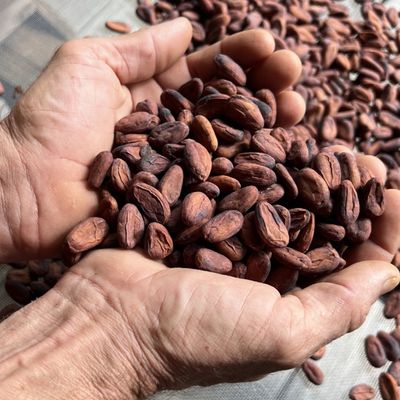 Fèves de chocolat