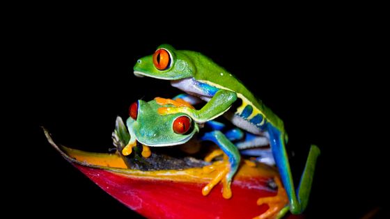 Grenouilles arboricoles aux yeux rouges (Agalychnis callidryas) perchées sur un héliconia dans la forêt tropicale du Costa Rica pendant la nuit. - Kryssia Campos