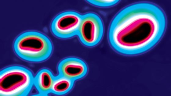 Des Globules ©Getty - anand purohit
