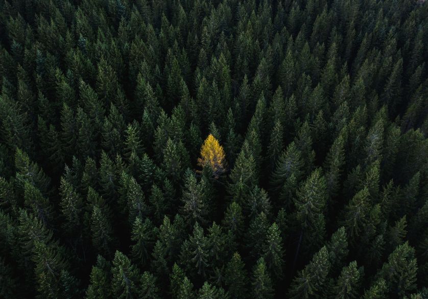 Sempre più fioriture si verificano in autunno.