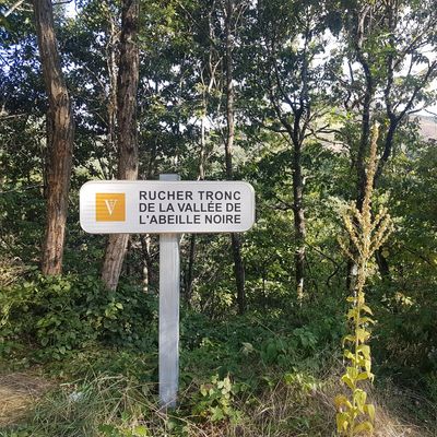 Co2 dans les Cévennes, à la découverte de l'abeille noire