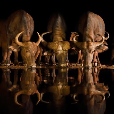 Des buffles d’Afrique.