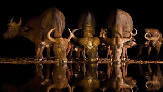 Des buffles d’Afrique. - Staffan Widstrand