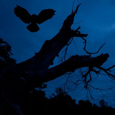 Silhouette d’un hibou dans la nuit.