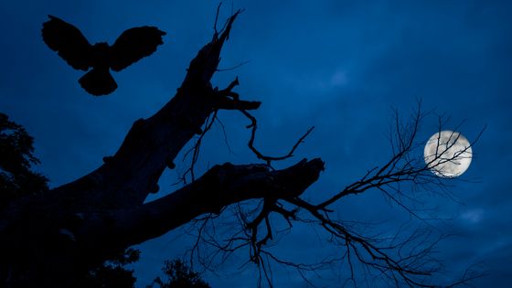 Silhouette d’un hibou dans la nuit. - Arterra