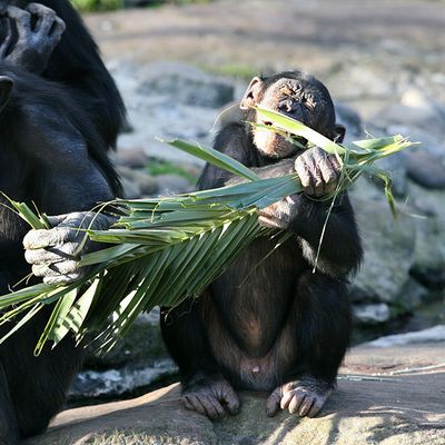 Une mère chimpanzé et son bébé mangent des branches de palmes