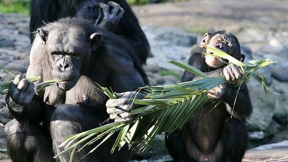 Une mère chimpanzé et son bébé mangent des branches de palmes ©Getty - © ROBERT PEARCE / Fairfax Media