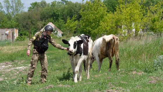 Un soldat s'approche de deux vaches au nord de Kharkiv au milieu de la nature. ©Radio France - Nathanaël Charbonnier