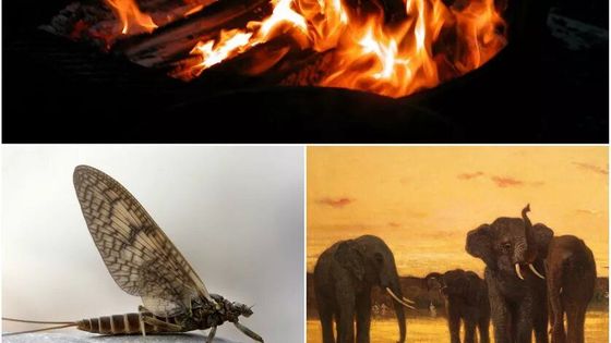 Feu / insecte femelle Ephémère / Les Éléphants d'Afrique de Tournemine - WikiCommons
