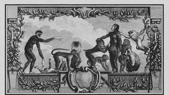 Les Primates, dans le livre: Illustrations de Histoire naturelle générale et particulière avec la Description du Cabinet du Roy Tome XIV, 1766 - Wikicommons