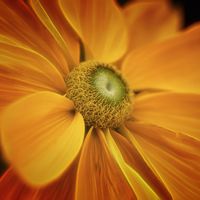Parfum, couleur, tout est bon pour faire venir l'insecte pollinisateur