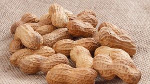 La ferme Darrigade, pionnier des cacahuètes en France