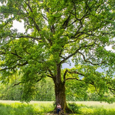 Un label pour les arbres "remarquable". Ici, près d'Annecy un chêne centenaire