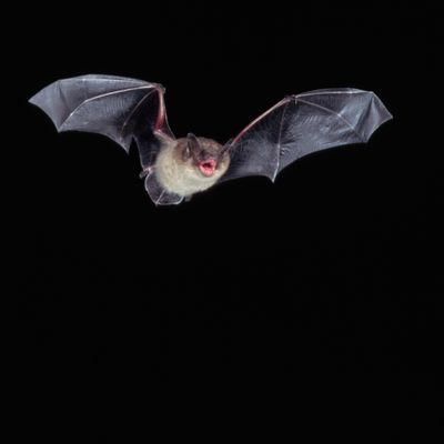 Petite chauve-souris brune en vol