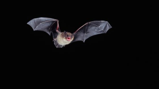 Petite chauve-souris brune en vol ©Getty - Joe McDonald