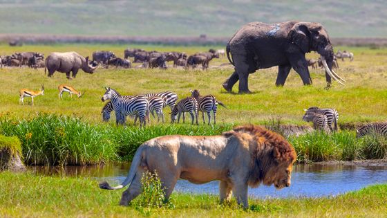 Des rhinocéros, des zèbres, un éléphant et un lion dans le parc national de Serengeti, Tanzanie. ©Getty - ugurhan
