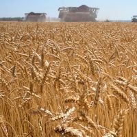 Moisson à Voronezh, en juillet 2020. La Russie est le premier exportateur mondial de blé.