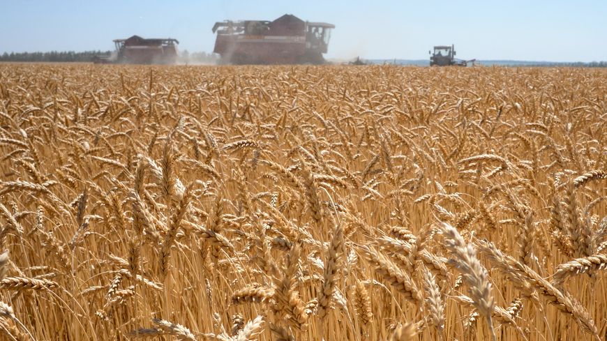 Moisson à Voronezh, en juillet 2020. La Russie est le premier exportateur mondial de blé.