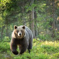 L'ours brun est l’espèce la plus répandue. On en compte plus de 200 000 individus dans le monde.