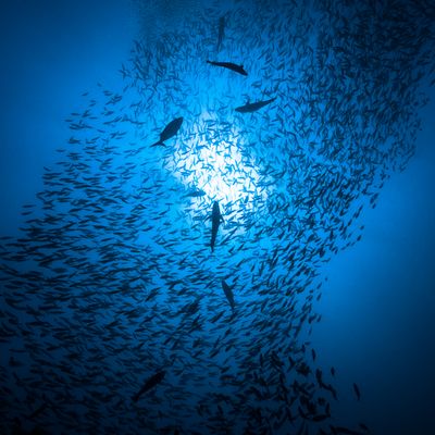 Banc de poissons à contre-jour (Maldives)