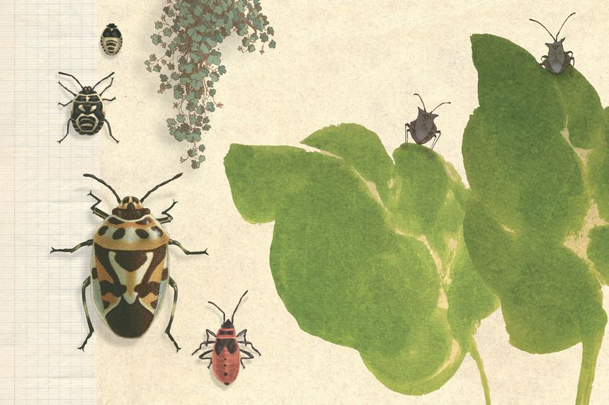 Extrait de "Voyages dans mon jardin", illustré et écrit par Nicolas Jolivot