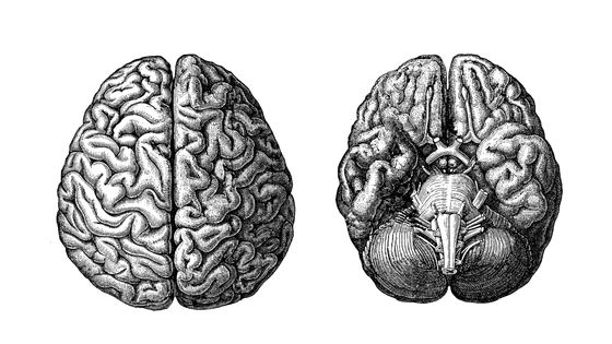Gravure illustrant le cerveau humain ©Getty