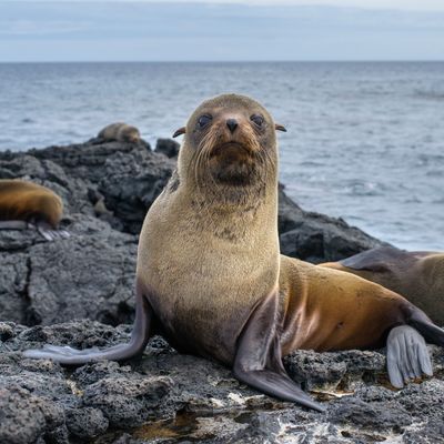 Jeune otarie dans les îles Galapagos