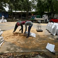 À Ghaziabad, en Inde, le 17 mai 2022, alors que le pays vient d'annoncer la décision d'interdiction d'exportation de blé.