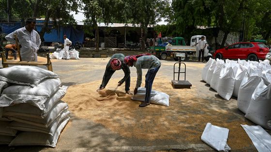 À Ghaziabad, en Inde, le 17 mai 2022, alors que le pays vient d'annoncer la décision d'interdiction d'exportation de blé. ©AFP - PRAKASH SINGH