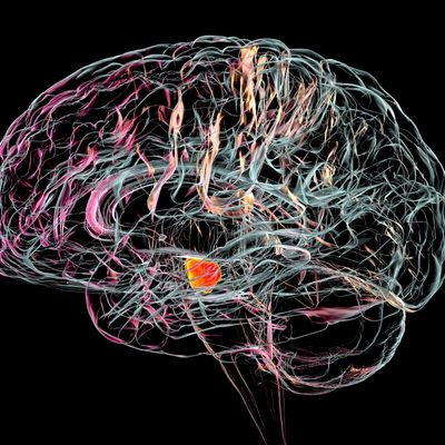 Substantia nigra dans le cerveau humain