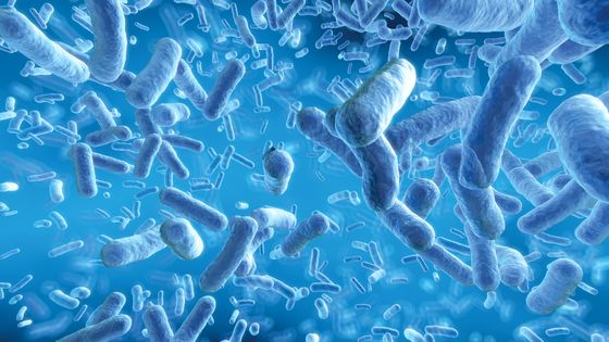 Pour la première fois, des scientifiques découvrent un lien direct entre le microbiote intestinal et le cerveau. ©Getty - spanteldotru