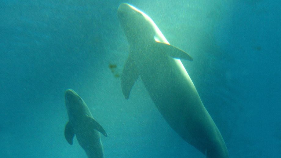 Une grande campagne de recensement des c�tac�s se pr�pare � La Rochelle