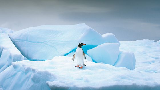 Pingouin debout tout seul au somment d'un iceberg, en Antartique ©Getty - David Merron
