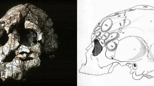 Crâne fossilisé, "l'homme du Kenya à la face plate" découvert en Ethiopie en 1974 / schéma: crâne moderne dans le livre de F. J. Gall et J. G. Spurrzheim, 1810 - MAXPPP/WikiCommons