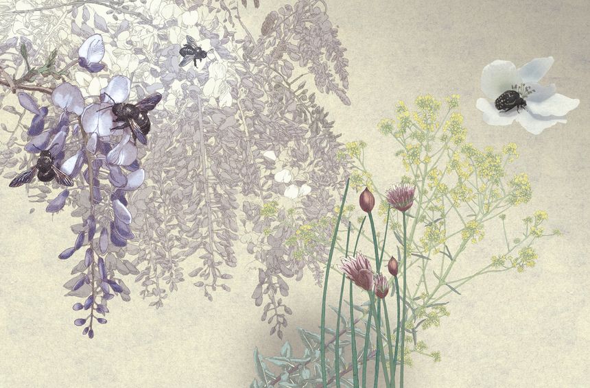 Extrait de "Voyages dans mon jardin", illustré et écrit par Nicolas Jolivot