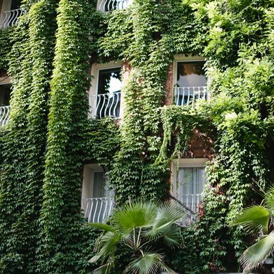 Mur d'immeuble recouvert de lierre