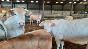 Blondes d'Aquitaine à Aumont