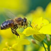 La décision de quitter la ruche à la recherche de nourriture est guidée par le niveau accru de dopamine dans le cerveau des insectes.