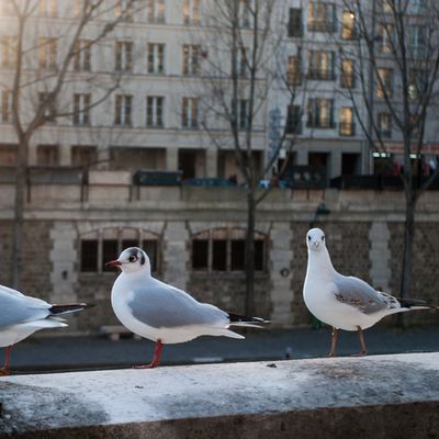 Comment évoluent les populations d’oiseaux en France ?