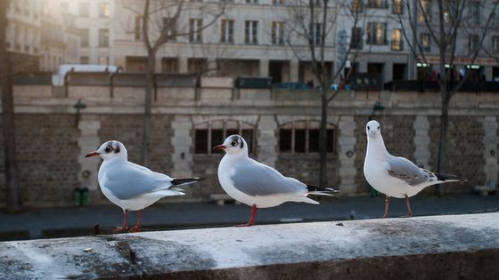 Comment évoluent les populations d’oiseaux en France ? ©Getty - Michael Godek