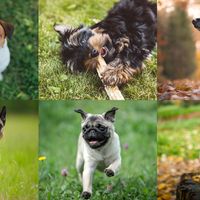 L'étude a analysé 18 races de chiens.