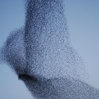 Vast bird-shaped murmuration flock of starlings (Gretna, Scotland)