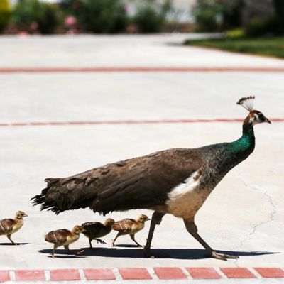 Animaux Los Angeles