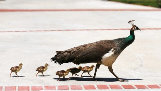 Animaux Los Angeles ©AFP - MARIO TAMA / GETTY IMAGES NORTH AMERICA / Getty Images via AFP