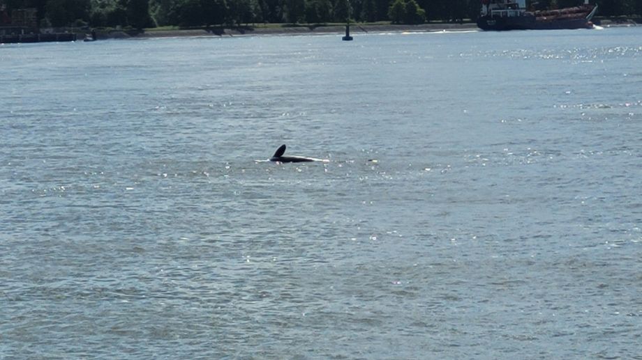 L'orque �gar�e dans la Seine est morte