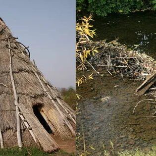 Reconstitution d'une hutte préhistorique / Barrage de castors